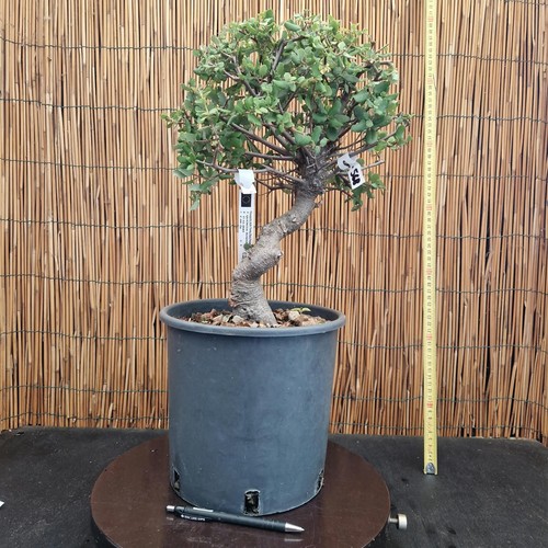 Bonsai quercia sughero h - di,