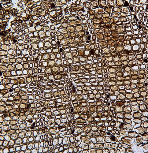 Impianto carbone fossile - impianto, a