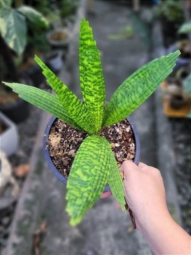 Palm licuala mapu - palm,