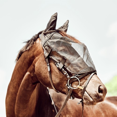 Horse guard maschera - guard,
