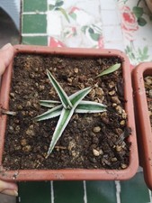 Agave Regina White Rhino Vaso