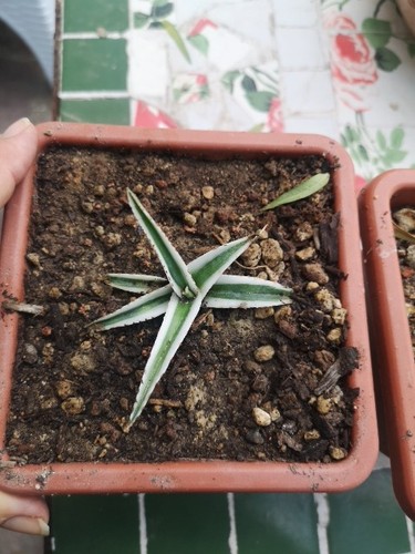 Agave regina white rhino vaso - regina,