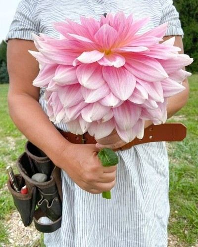 8000834 dalia gigante nano - dalia,