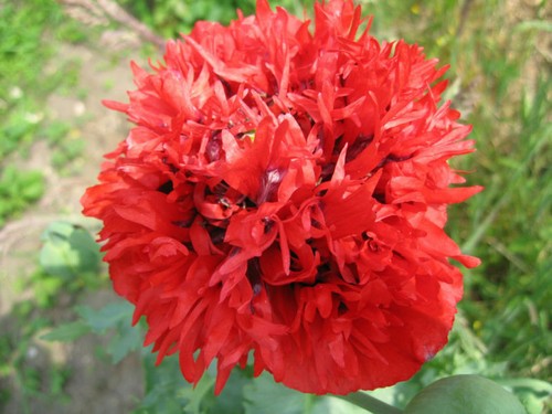Papavero doppio frangiato - doppio, 50