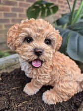 Apricot maltipoo dog - apricot, ornament