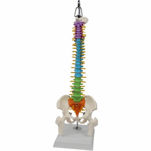 Modello anatomico della - modello,