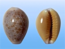 Cypraea helvola hawaiiensis, Ewa Beach, Hawaii, 21 mm, LOVELY