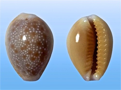 Cypraea helvola hawaiiensis
