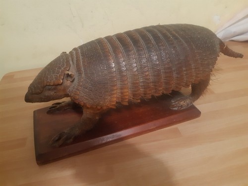 Tassidermia armadillo - tassidermia,