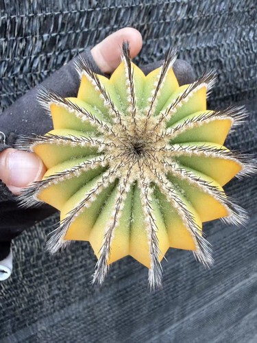 Uebelmannia cactus variegato