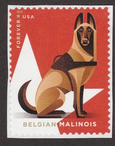 Belgian malinois - belgian, **