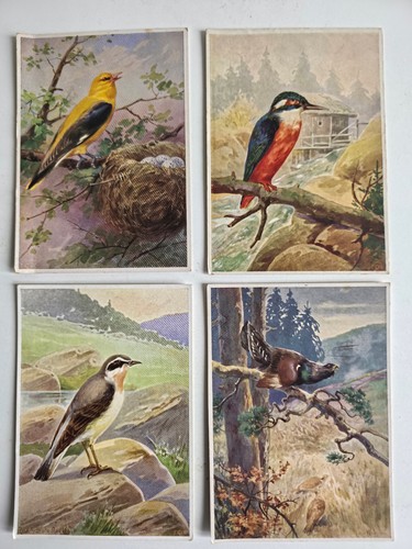 Antiche cartoline uccelli - cartoline,