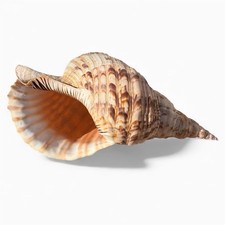 Tromba Tritone Conchiglia