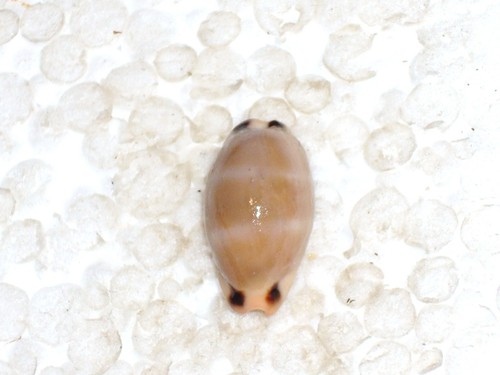 Cypraea lurida extra - cypraea,
