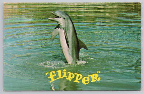 Flipper show bottlenose - show,