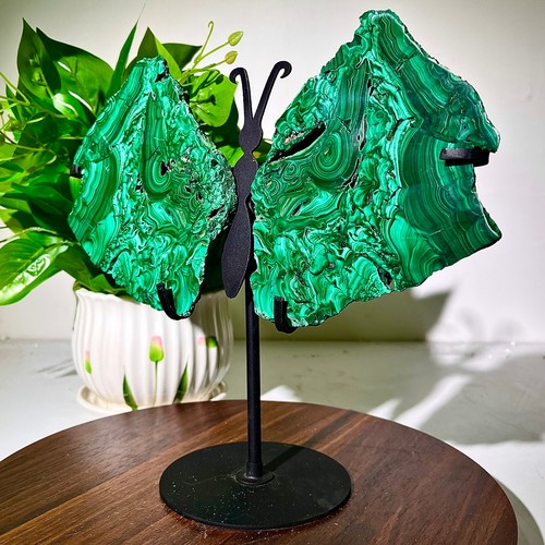 Ali farfalla malachite - ali,