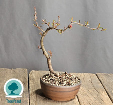 Bonsai Chaenomeles Japonica