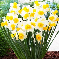 Narcisi cipolle fiori narciso basso piccolo Golden Echo 5 pz.