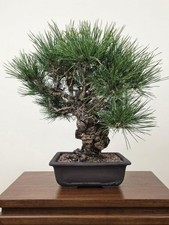 Bonsai di Pinus Corticosa