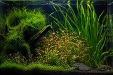 Muschio di Java per acquario