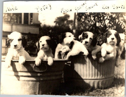 Cuccioli setter inglesi anni
