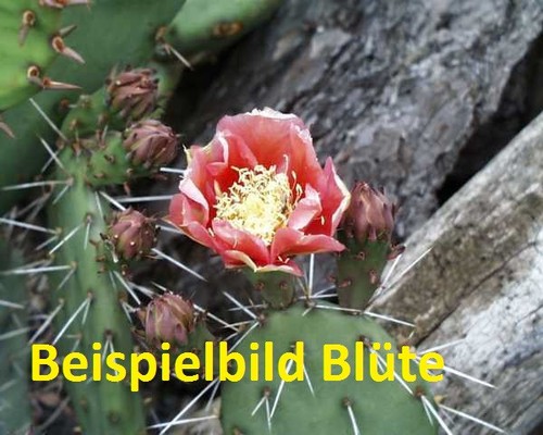 Opuntia phaeacantha rosso - opuntia, "rosso