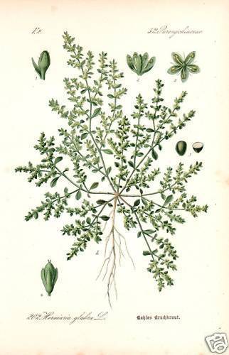 Erba spezzata calva - ,