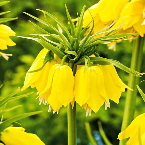 Bulbi fiori cipolle - bulbi,