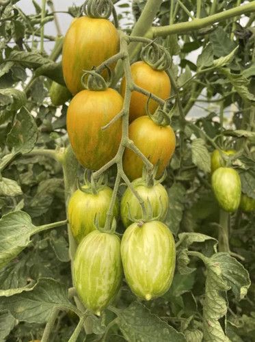 Ucraina semi del pomodoro - ucraina,
