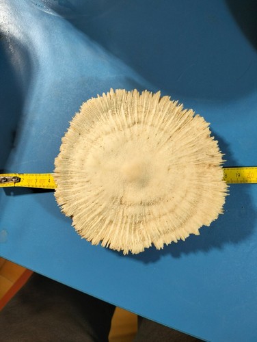 Corallo naturale fungo 12cm - corallo,