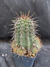 LOBIVIA AUREA V. FALLAX CACTUS