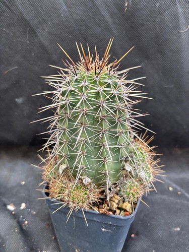 Lobivia aurea fallax - lobivia,