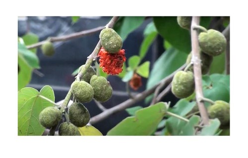 Piante gelso di - di,