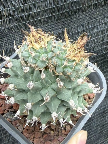 Rara pianta succulenta - , cm
