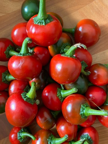 100 semi pepecchia - semi, di