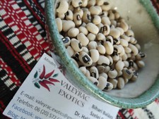 Cowpea - Cow Pea -