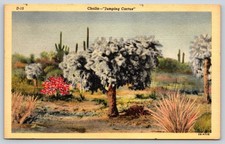 Postcard Cholla "Jumping