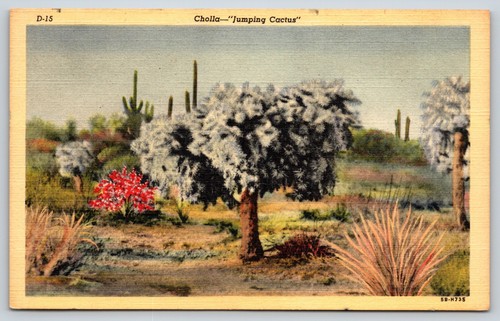 Cartolina cholla cactus - "cactus, che