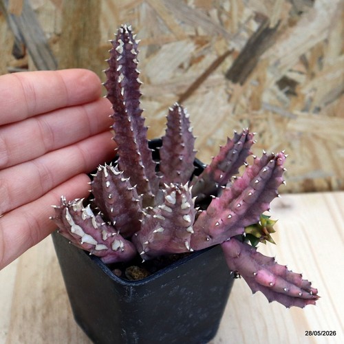 Huernia zebrina variegata vaso - huernia,