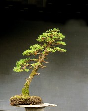 Bonsai di Larice Resistente