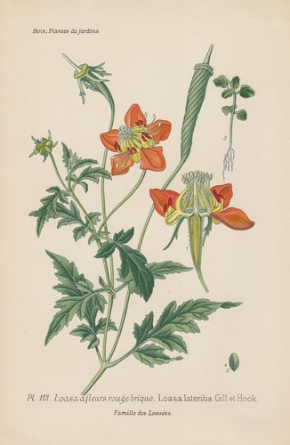 Ortica fiori loasa - fiori, (loasa