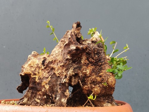 Bonsai olivastro 25x24cm - bonsai,