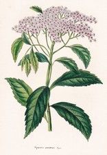 Spiraea Amoena Himalaya Fiore