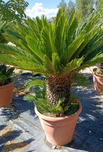 Pianta cycas revoluta vaso - cycas,