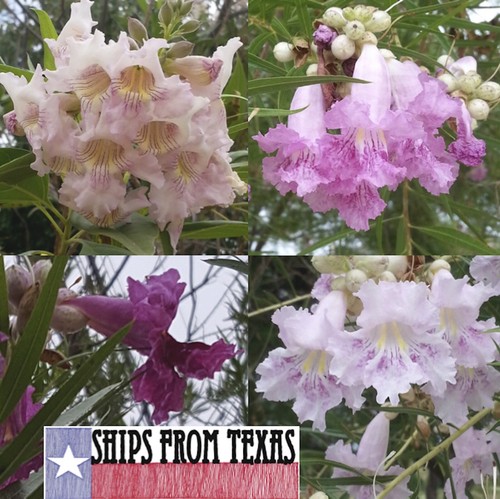 Chilopsis linearis salice - chilopsis, del