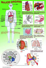 Modellino anatomia umana corpo