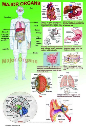 Modellino anatomia umana corpo