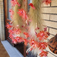 Hildewintera colademononis -