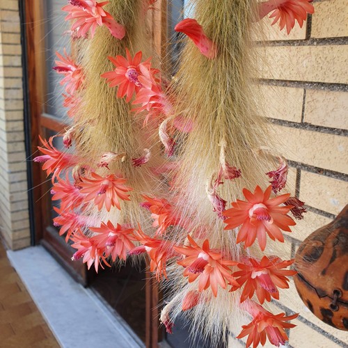 Hildewintera colademononis - ,