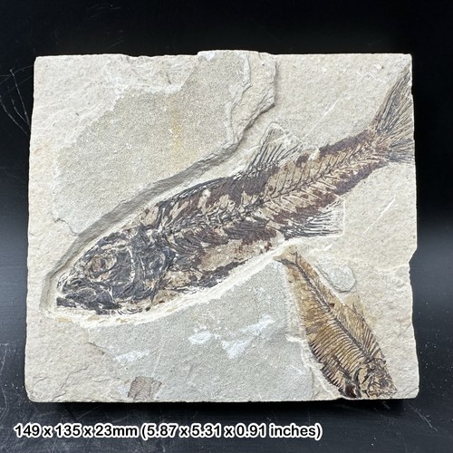 Mioplosus fossil fish - , in